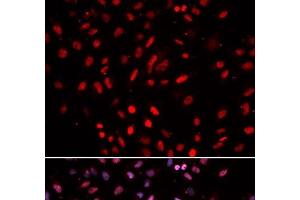 Immunofluorescence analysis of U2OS cells using POLD1 Polyclonal Antibody (POLD1 antibody)