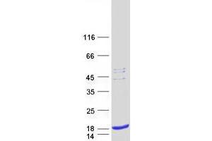 SPCS1 Protein (Myc-DYKDDDDK Tag)