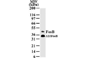 FosB mAb tested by Western blot. (FOSB antibody  (AA 2-14))