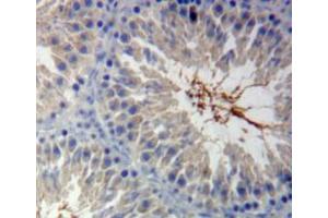 Used in DAB staining on fromalin fixed paraffin-embedded testis tissue (Calmodulin 1 antibody  (AA 1-149))