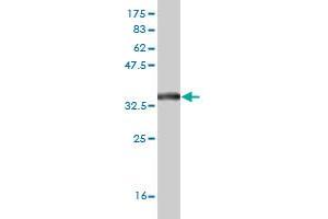 Western Blot detection against Immunogen (34. (SLC19A2 antibody  (AA 209-285))