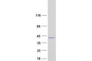 Validation with Western Blot (ASPA Protein (Transcript Variant 1) (Myc-DYKDDDDK Tag))