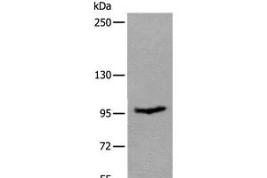 Western blot analysis of Mouse skeletal muscle tissue lysate using UNC45B Polyclonal Antibody at dilution of 1:600 (UNC45B antibody)