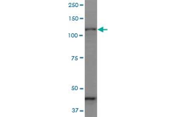 Protocadherin gamma Subfamily C, 3 (PCDHGC3) (AA 1-934) anticorps