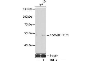 Western blot analysis of extracts of PC-12 cells using Phospho-SMAD3(T179) Polyclonal Antibody at dilution of 1:1000. (SMAD3 antibody  (pThr179))