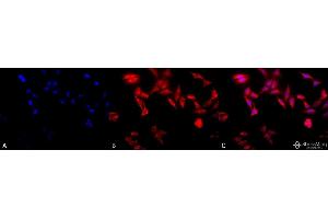 Immunocytochemistry/Immunofluorescence analysis using Rat Anti-TCP1-alpha Monoclonal Antibody, Clone 91a . (TCP1 alpha/CCTA antibody  (C-Term) (Atto 594))