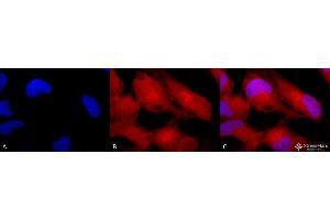 Immunocytochemistry/Immunofluorescence analysis using Rabbit Anti-Erk1/2 Polyclonal Antibody . (ERK1 antibody  (PerCP))