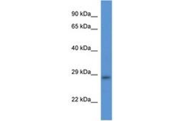 TMEM33 antibody  (AA 120-169)