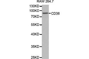 Western blot analysis of extracts of RAW264. (CD36 antibody  (AA 301-400))