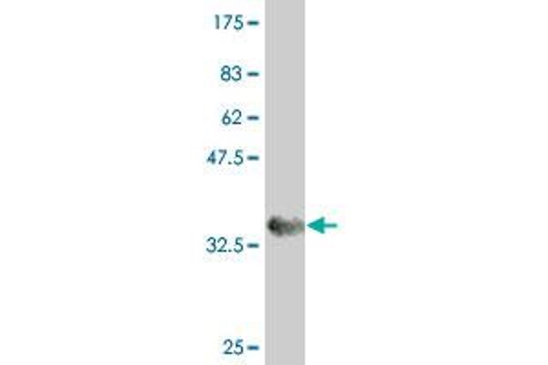 PRP19 antibody  (AA 1-90)