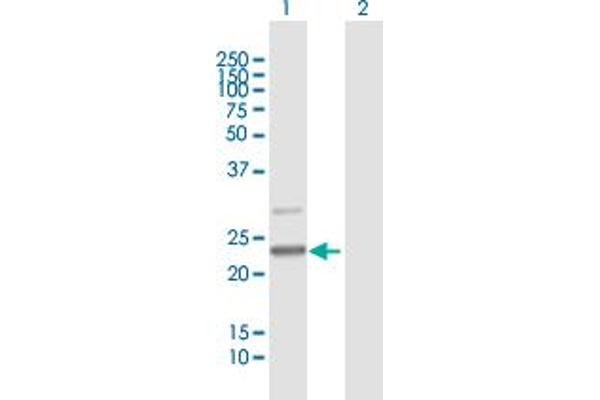 C7orf30 Antikörper  (AA 1-234)