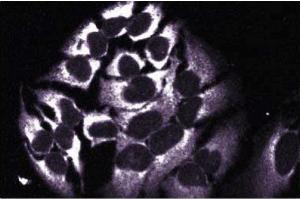 Immunofluorescent staining of HeLa cells with anti-HAX-1 antibody. (HAX1 antibody  (AA 10-148))