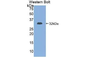 Western blot analysis of the recombinant protein. (ADCY7 antibody  (AA 806-1052))