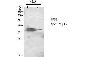 Western Blotting (WB) image for anti-Mitogen-Activated Protein Kinase 14 (MAPK14) (pTyr323) antibody (ABIN3179676) (MAPK14 antibody  (pTyr323))