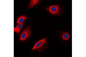 Immunofluorescent analysis of POFUT1 staining in K562 cells. (POFUT1 antibody  (C-Term))