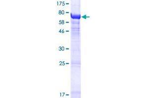 TUBA3E Protein (AA 1-450) (GST tag)