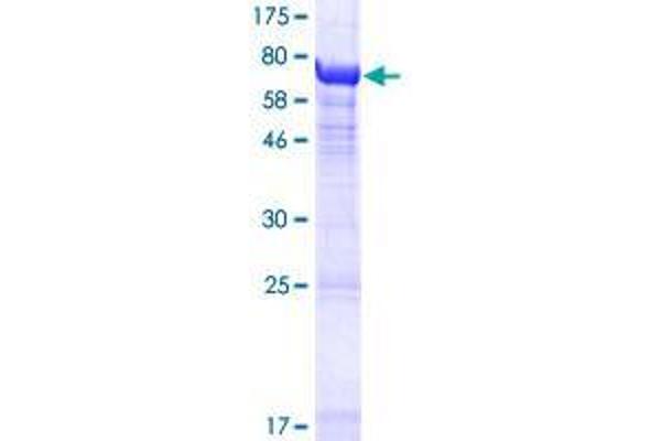 TUBA3E Protein (AA 1-450) (GST tag)