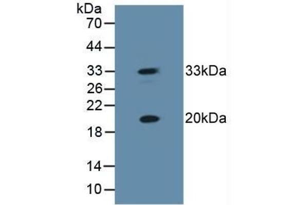 HSPB2 antibody  (AA 12-182)
