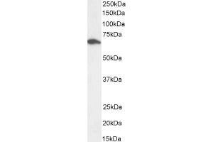 Western Blotting (WB) image for anti-Syntaxin Binding Protein 1 (STXBP1) (C-Term) antibody (ABIN185107)