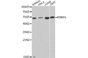 Western blot analysis of extracts of various cell lines, using RBBP4 antibody.