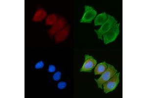 ABIN6263638 and ABIN6272363 staining Hela cells(30 min of UV treatment) by IF/ICC. (Nidogen antibody  (Internal Region))