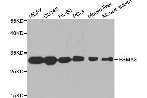 Western blot analysis of extracts of various cell lines, using PSMA3 antibody. (PSMA3 antibody  (AA 1-255))