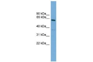 WB Suggested Anti-Nr2c1 Antibody Titration: 0. (NR2C1 antibody  (N-Term))