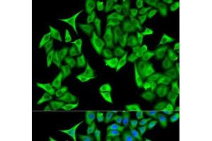 Immunofluorescence analysis of HeLa cells using PSMD9 Polyclonal Antibody (PSMD9 antibody)