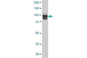 IFI16 monoclonal antibody (M05), clone 1B4 Western Blot analysis of IFI16 expression in Hela S3 NE . (IFI16 antibody  (AA 630-729))