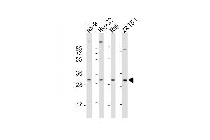 All lanes : Anti-PDCD1LG2 Antibody (N-term) at 1:1000-1:2000 dilution Lane 1: A549 whole cell lysate Lane 2: HepG2 whole cell lysate Lane 3: Raji whole cell lysate Lane 4: ZR-75-1 whole cell lysate Lysates/proteins at 20 μg per lane. (PDCD1LG2 antibody  (N-Term))