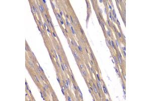 Immunohistochemistry of paraffin-embedded rat heart using FXN antibody. (Frataxin antibody)