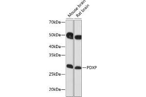 Western blot analysis of extracts of various cell lines, using PDXP Polyclonal Antibody (ABIN7269758) at 1:1000 dilution. (PDXP antibody  (C-Term))