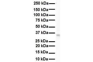 WB Suggested Anti-LDHB antibody Titration: 1 ug/mL Sample Type: Human 721_B (LDHB antibody  (C-Term))