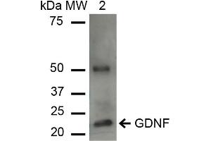 Western blot analysis of Human HeLa cell lysates showing detection of ~23. (GDNF antibody  (HRP))