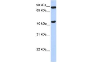 Western Blotting (WB) image for anti-Neuronal PAS Domain Protein 2 (NPAS2) antibody (ABIN2461664) (NPAS2 antibody)
