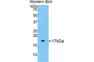 Western Blotting (WB) image for anti-Lysozyme (LYZ) (AA 19-148) antibody (ABIN1078301) (LYZ antibody  (AA 19-148))