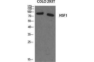 Western Blotting (WB) image for anti-Heat Shock Factor Protein 1 (HSF1) (Ser50) antibody (ABIN3185092) (HSF1 antibody  (Ser50))