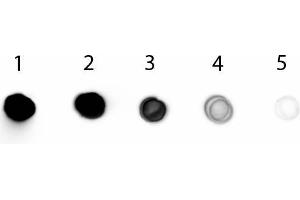 Dot Blot of Rabbit anti-Chicken IgG Fab2 Antibody Alkaline Phosphatase Conjugated. (Rabbit anti-Chicken IgG (F(ab')2 Region) Antibody (Alkaline Phosphatase (AP)))