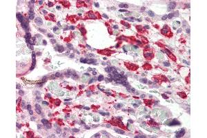 Anti-DUSP1 antibody IHC of human placenta. (DUSP1 antibody  (C-Term))