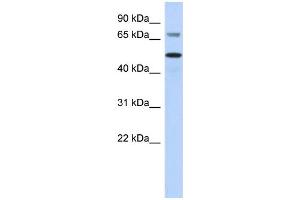 WB Suggested Anti-AKT2 Antibody Titration:  0. (AKT2 antibody  (Middle Region))