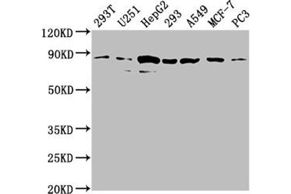 AMOTL2 antibody  (AA 718-737)