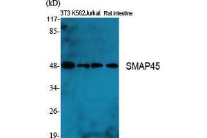 Western Blot (WB) analysis of specific cells using SMAP45 Polyclonal Antibody. (HDAC3 antibody  (C-Term))