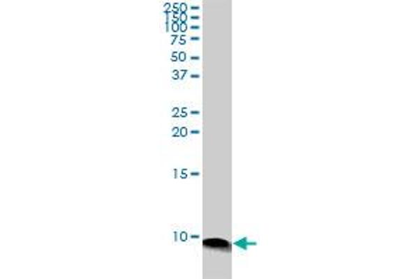 ATOX1 antibody  (AA 1-68)