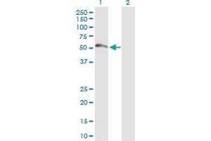 Western Blot analysis of FDXR expression in transfected 293T cell line by FDXR MaxPab polyclonal antibody.