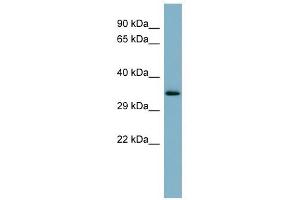 MUC15 antibody used at 1 ug/ml to detect target protein. (MUC15 antibody  (Middle Region))