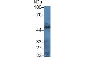 Western blot analysis of Rabbit Liver Lysate, using BMP4 antibody (5 μg/ml) and HRP-conjugated Guinea pig Anti-Rabbit antibody (abx400003, 0.