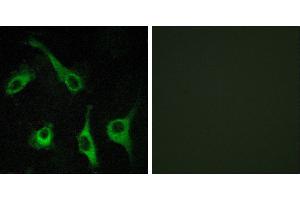 Peptide - +Western blot analysis of extracts from COLO205 cells, using EDG1 antibody. (S1PR1 antibody  (Internal Region))