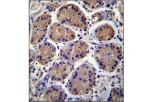 Immunohistochemistry analysis in Formalin Fixed and Paraffin Embedded Human stomach tissue stained with S3TC1 Antibody (C-term) followed by peroxidase conjugation of the secondary antibody and DAB staining. (SH3TC1 antibody  (C-Term))