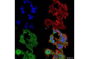 Immunocytochemistry/Immunofluorescence analysis using Mouse Anti-GFAP Monoclonal Antibody, Clone S206A-8 . (GFAP antibody  (AA 411-422) (Atto 594))