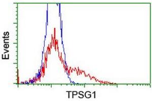 HEK293T cells transfected with either RC222359 overexpress plasmid (Red) or empty vector control plasmid (Blue) were immunostained by anti-TPSG1 antibody (ABIN2455380), and then analyzed by flow cytometry.